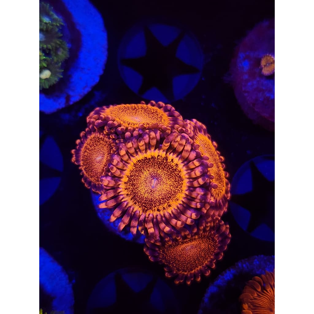 LCB Volcanic Explosion Zoanthid Frag WYSIWYG!
