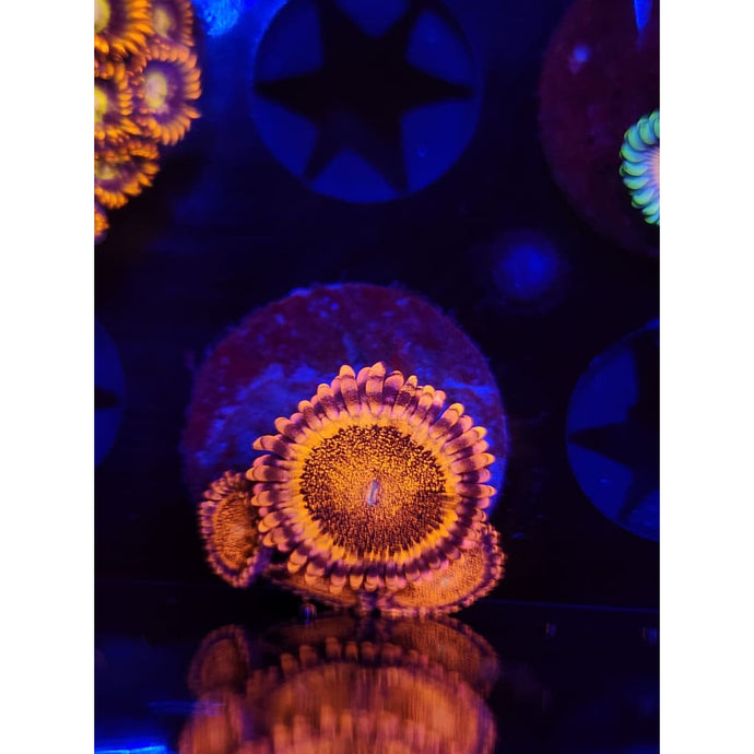 LCB Volcanic Explosions Zoanthid Frag WYSIWYG!