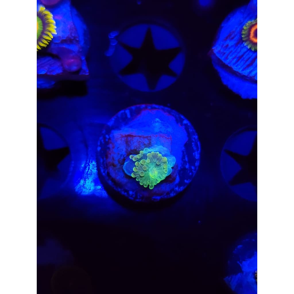 LCB Wumbo Jumbo Bounce Mushroom Baby WYSIWYG!