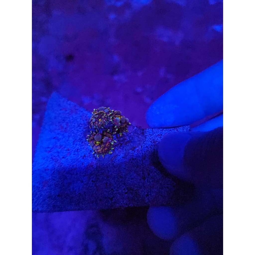 LCB Wumbo Jumbo Bounce Mushroom Colony WYSIWYG!