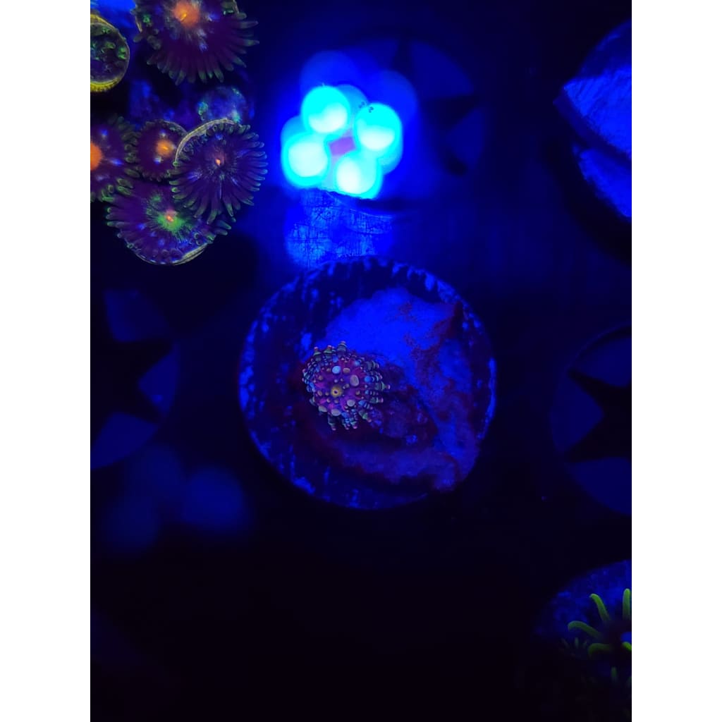 LCB Wumbo Jumbo Bounce Mushroom WYSIWYG!