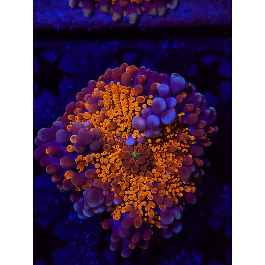 LCB Wumbo Jumbo Bounce Mushroom WYSIWYG!