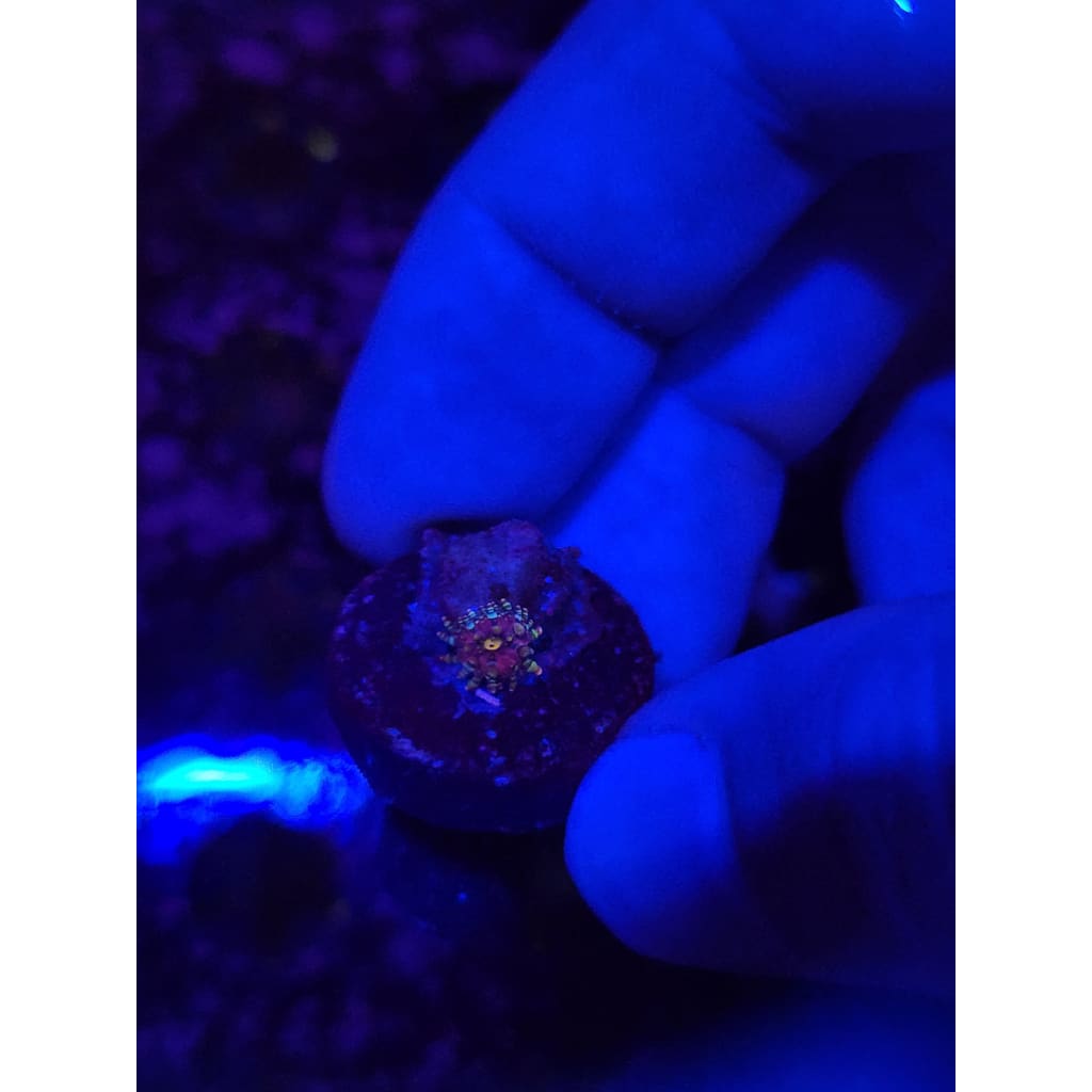 LCB Wumbo Jumbo Bounce Mushroom WYSIWYG!