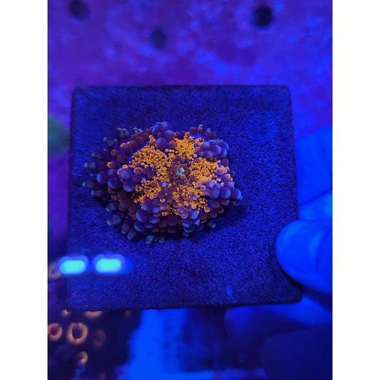 LCB Wumbo Jumbo Bounce Mushroom WYSIWYG!