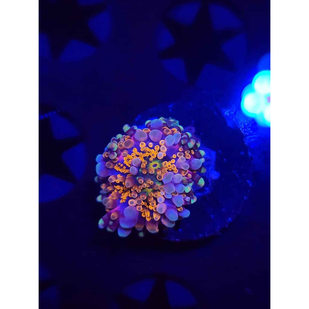 LCB Wumbo Jumbo Bounce Mushroom WYSIWYG!