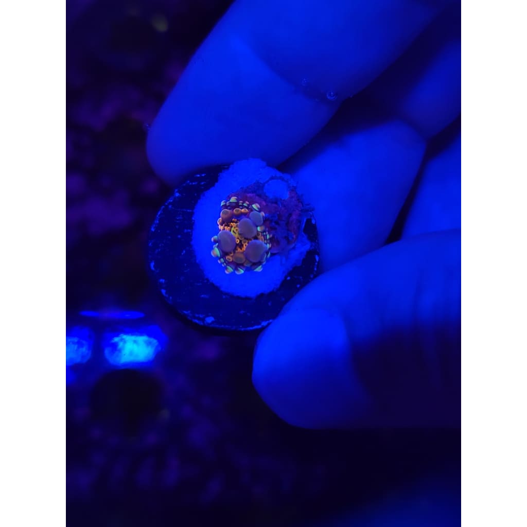LCB Wumbo Jumbo Bounce Mushroom WYSIWYG!