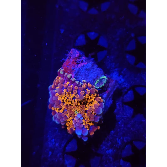 LCB Wumbo Jumbo Bounce Mushrooms WYSIWYG!