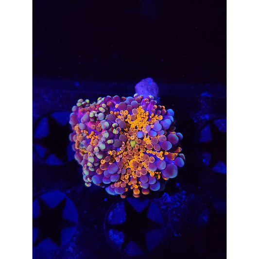 LCB Wumbo Jumbo Bounce Mushrooms WYSIWYG!