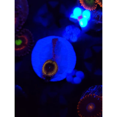 Lemon Head Zoanthid Frag WYSIWYG!
