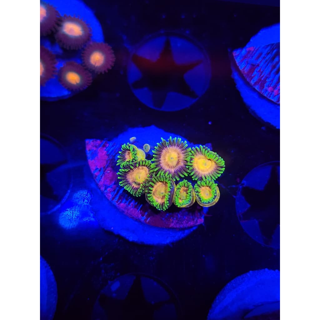 Lemon Lime Zoanthid Frag WYSIWYG!