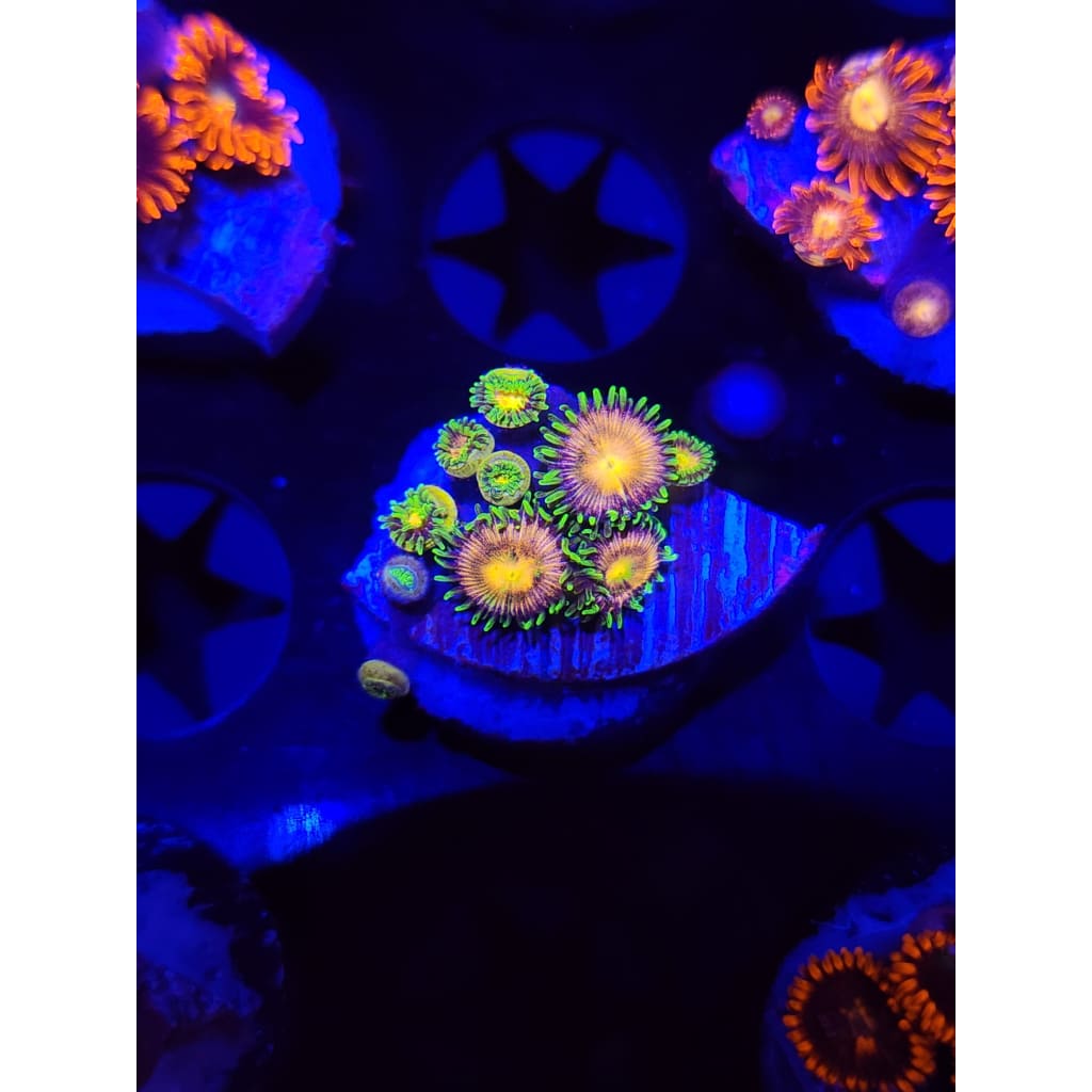 Lemon Lime Zoanthid Frag WYSIWYG!