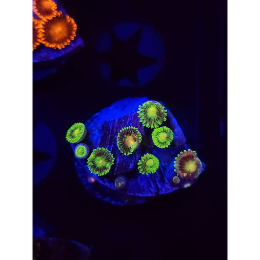 Lemon Lime Zoanthid Frag WYSIWYG!