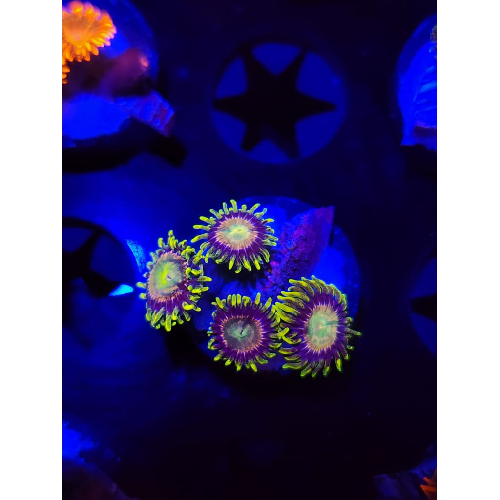 Lemon Lime Zoanthid Frag WYSIWYG!