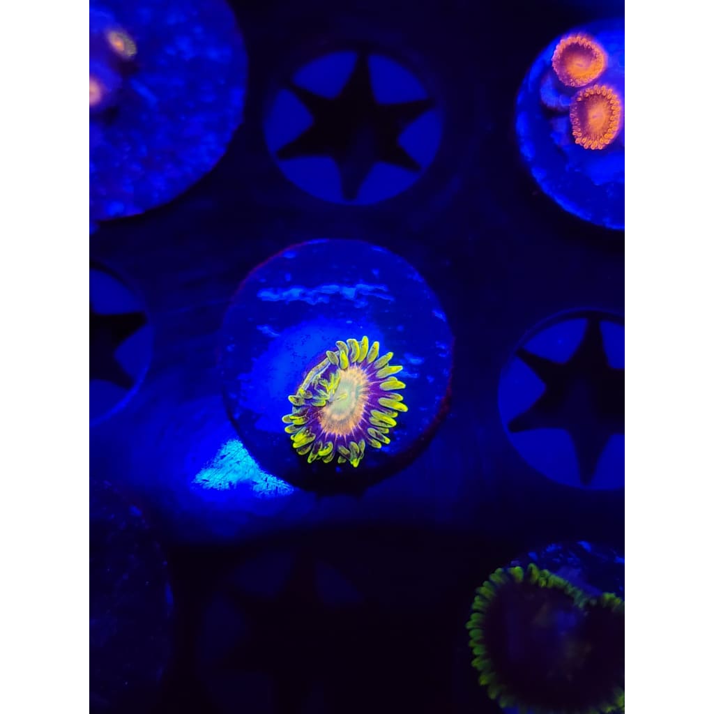 Lemon Lime Zoanthid Frag WYSIWYG!