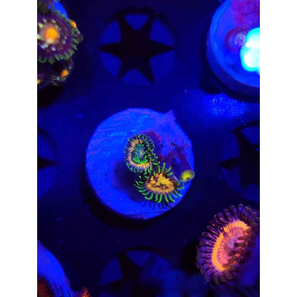 Lemon Lime Zoanthid Frag WYSIWYG!