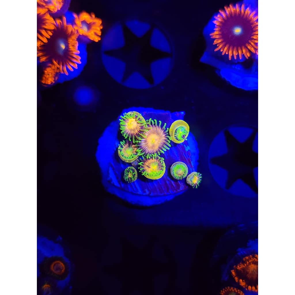 Lemon Lime Zoanthid Frag WYSIWYG!