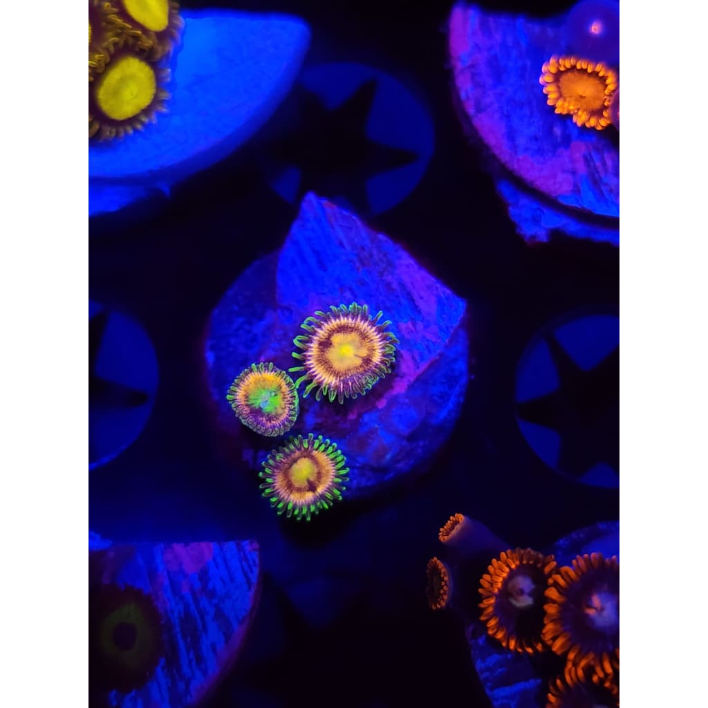 Lemon Lime Zoanthid Frag WYSIWYG!