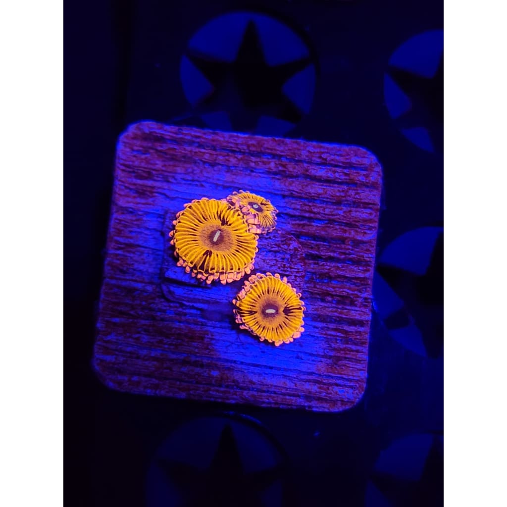 Lemonhead Zoanthid Frag WYSIWYG!