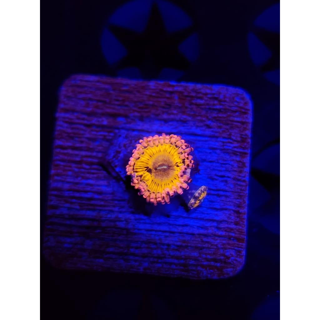 Lemonhead Zoanthid Frag WYSIWYG!
