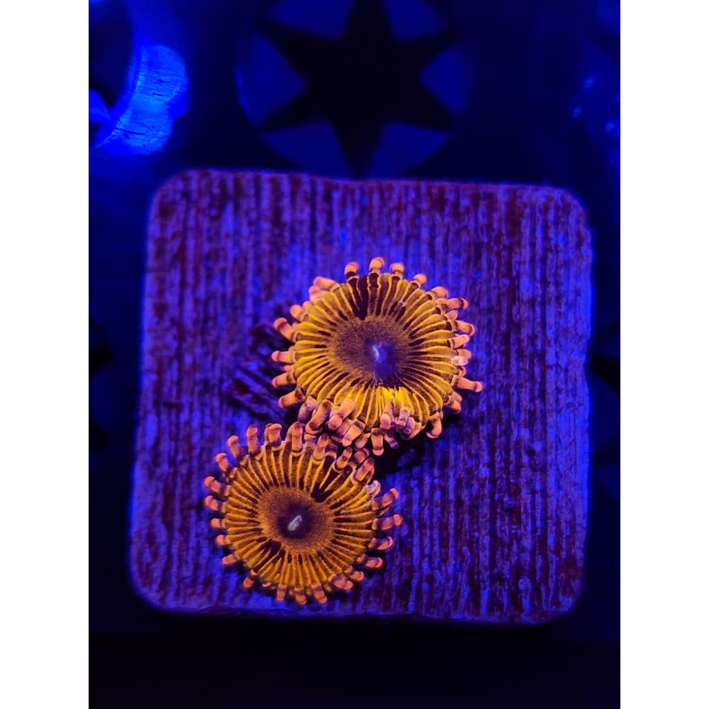 Lemonhead Zoanthid Frag WYSIWYG!