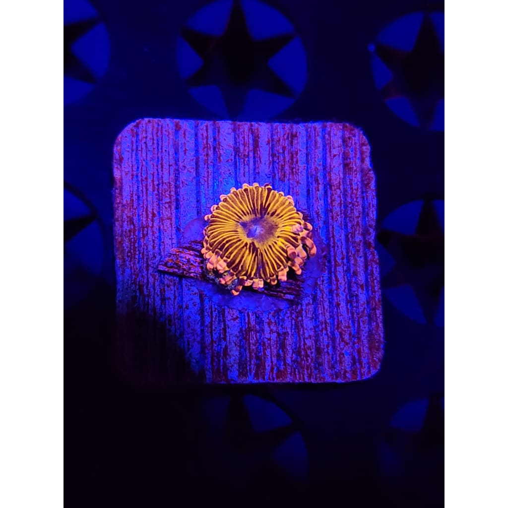 Lemonhead Zoanthid Frag WYSIWYG!