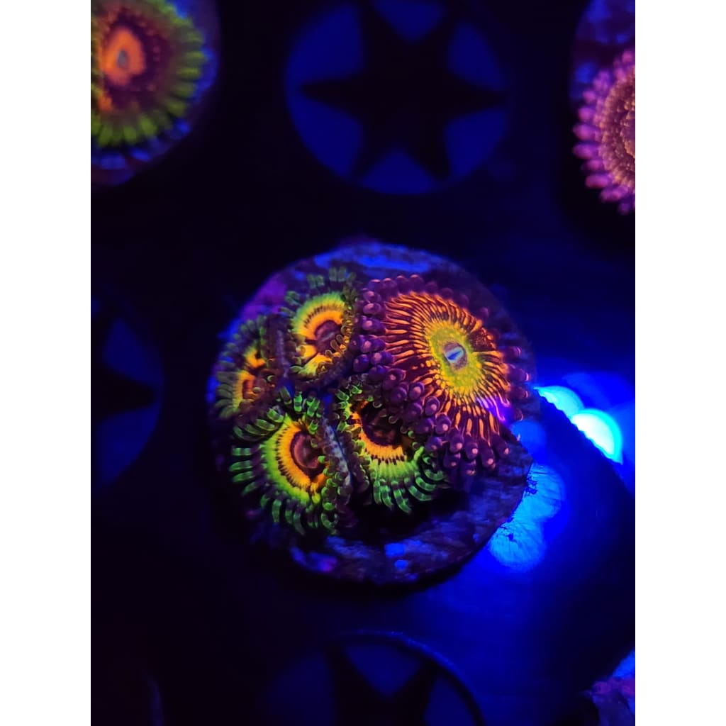 Little Shop of Horrors/Krak god Combo Zoanthid Frag WYSIWYG!