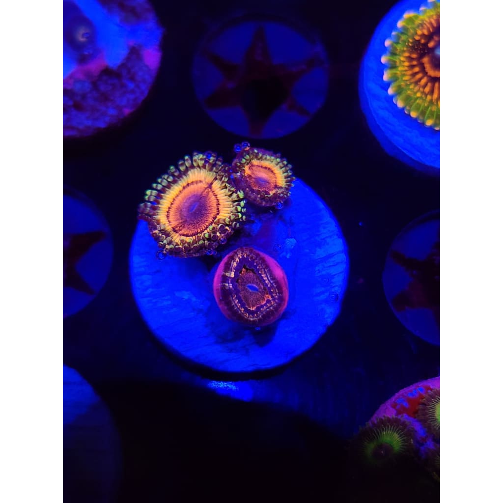 Little Shop of Horrors V2 Zoanthid Frag WYSIWYG!