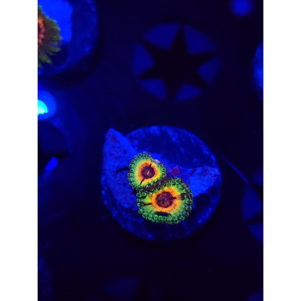 Little Shop of Horrors Zoanthid Frag WYSIWYG!