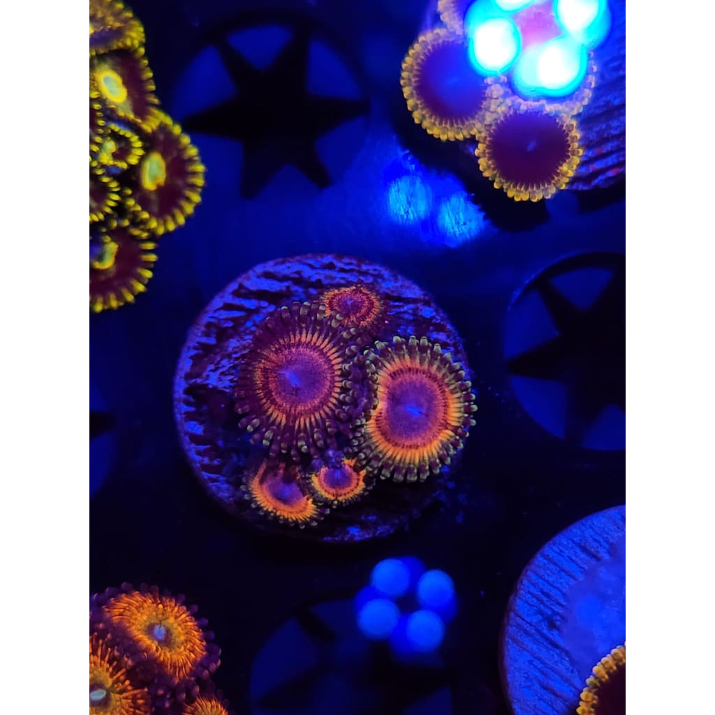 Little Shops of Horror V2 Zoanthid Frag WYSIWYG!