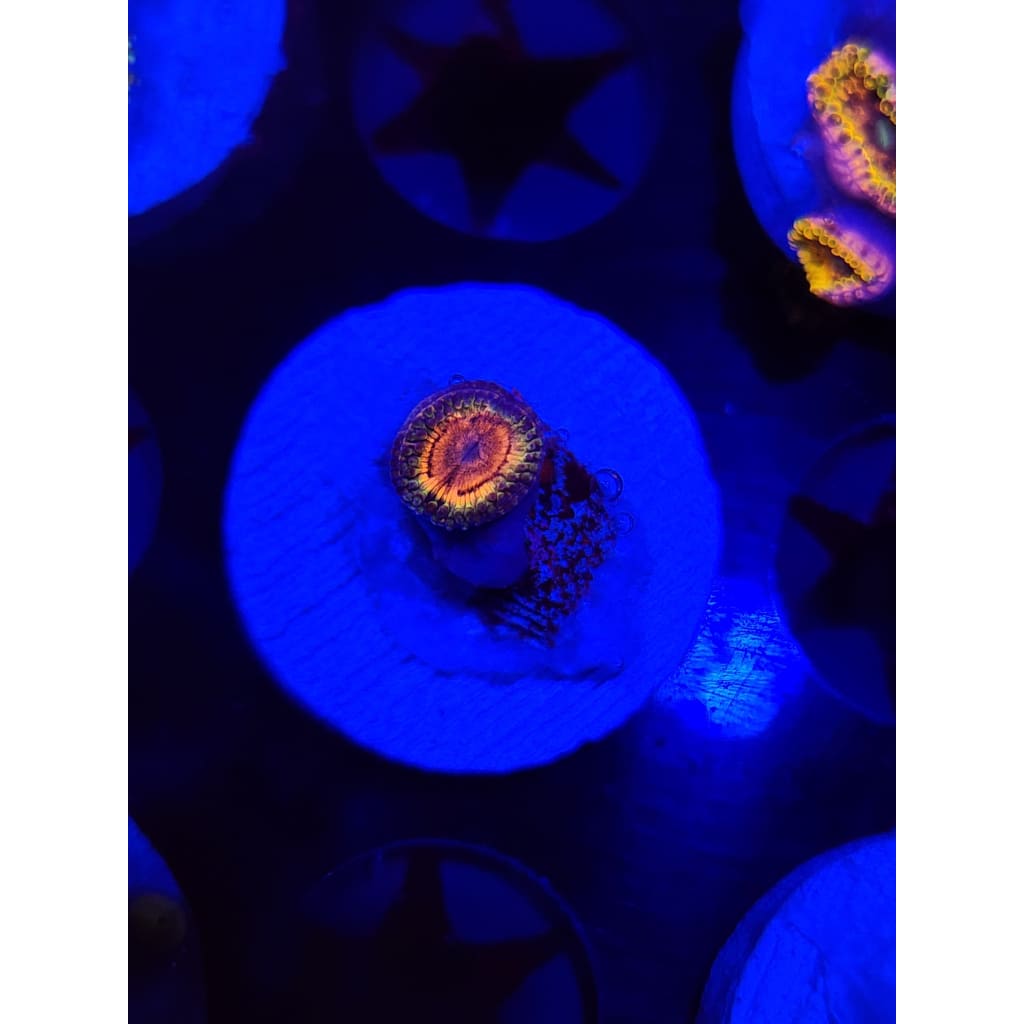 Little Shops of Horror V2 Zoanthid Frag WYSIWYG!