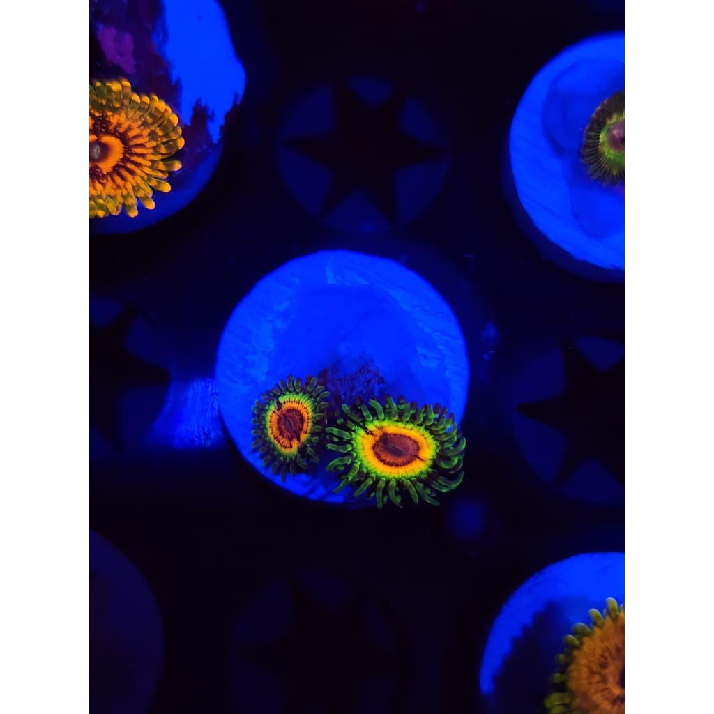 Little Shops of Horror Zoanthid Frag WYSIWYG!