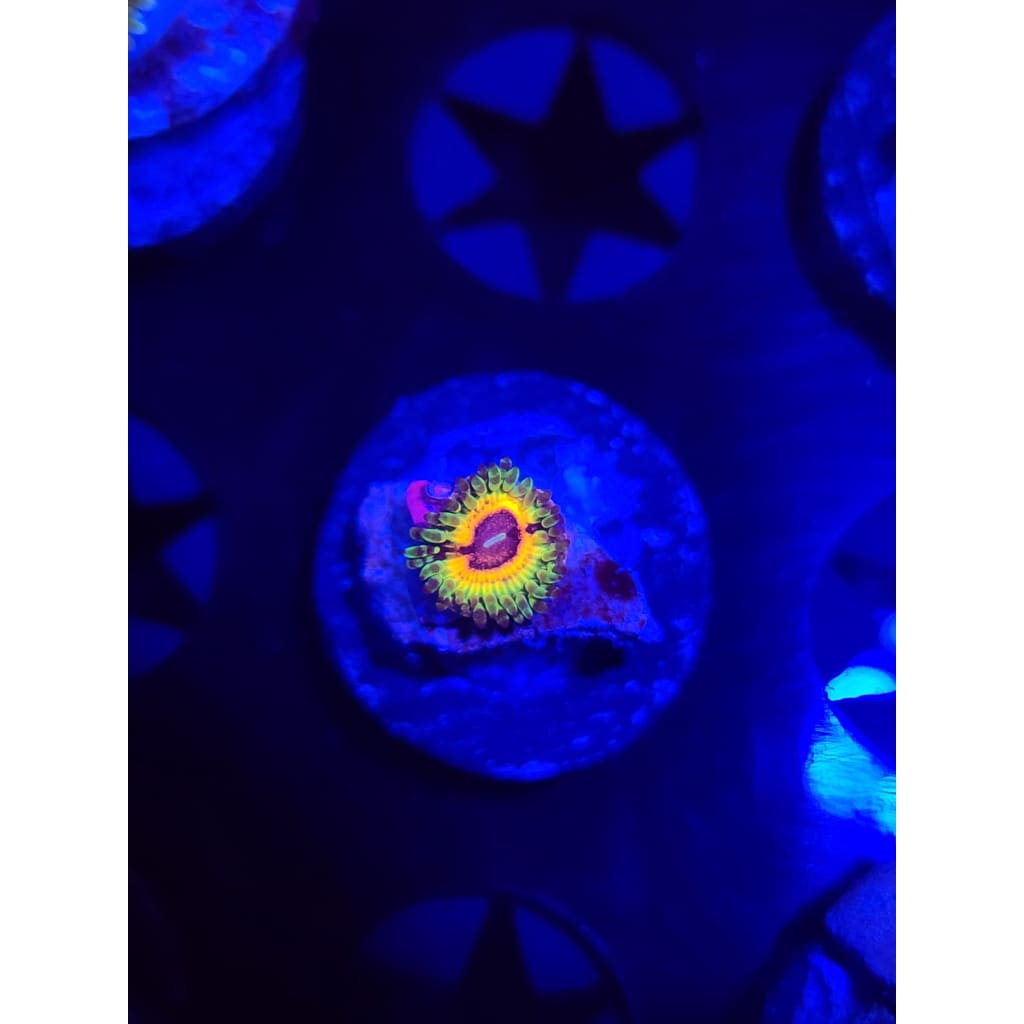 Little Shops of Horror Zoanthid Frag WYSIWYG!
