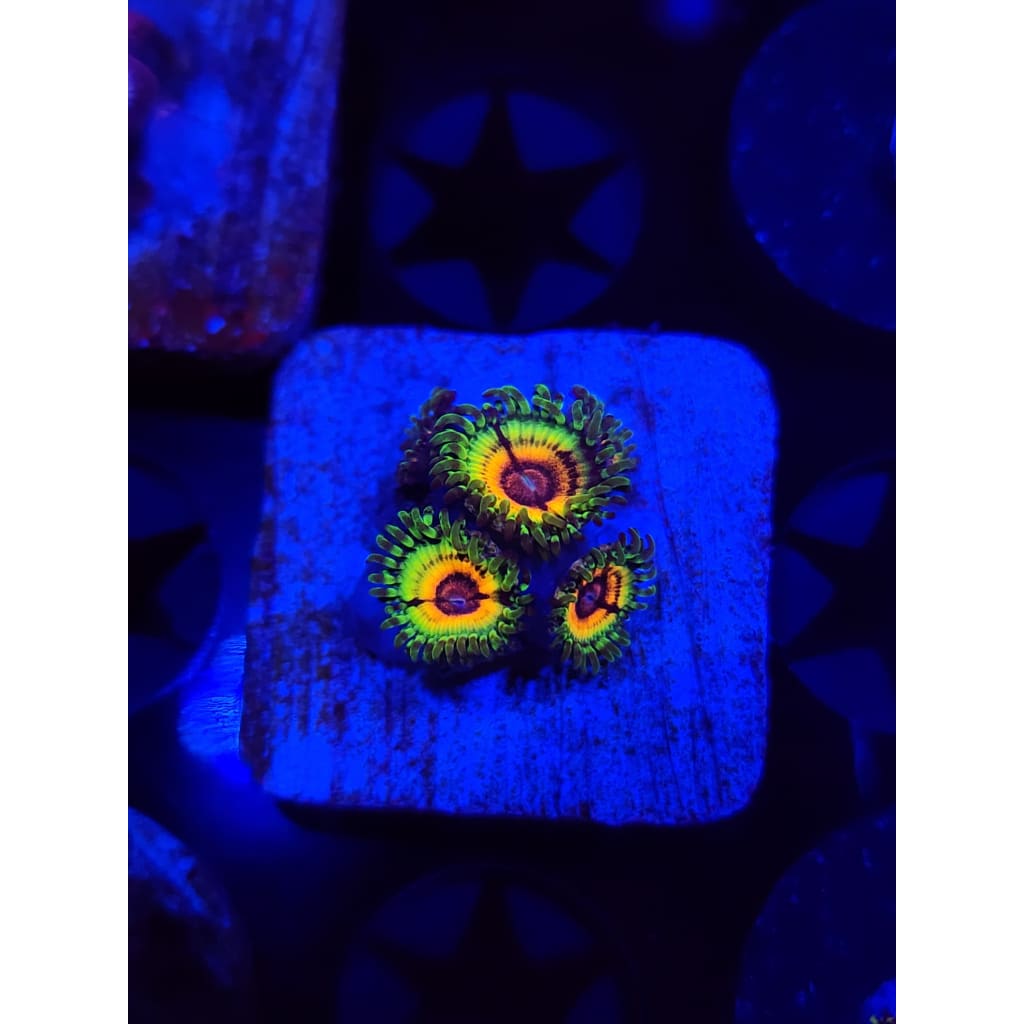Little Shops of Horror Zoanthid Frag WYSIWYG!