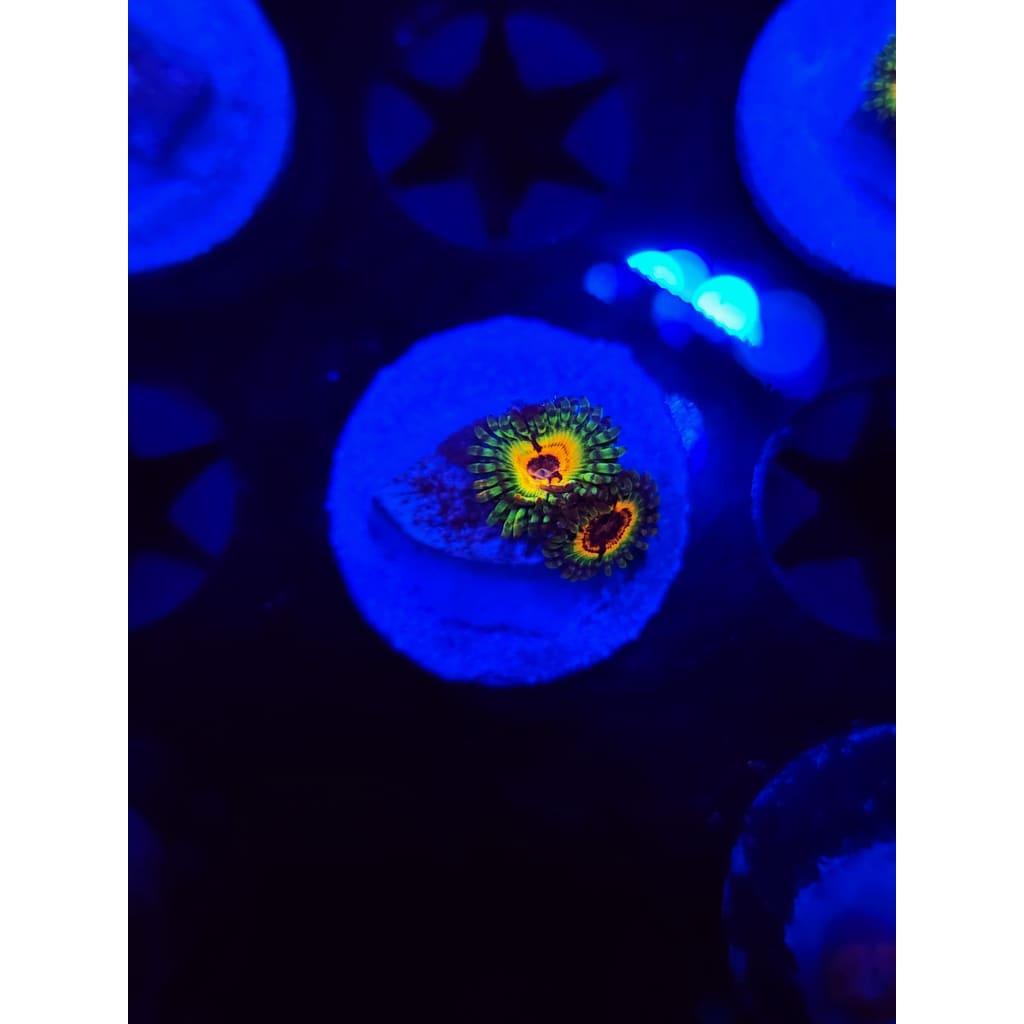 Little Shops of Horror Zoanthid Frag WYSIWYG!