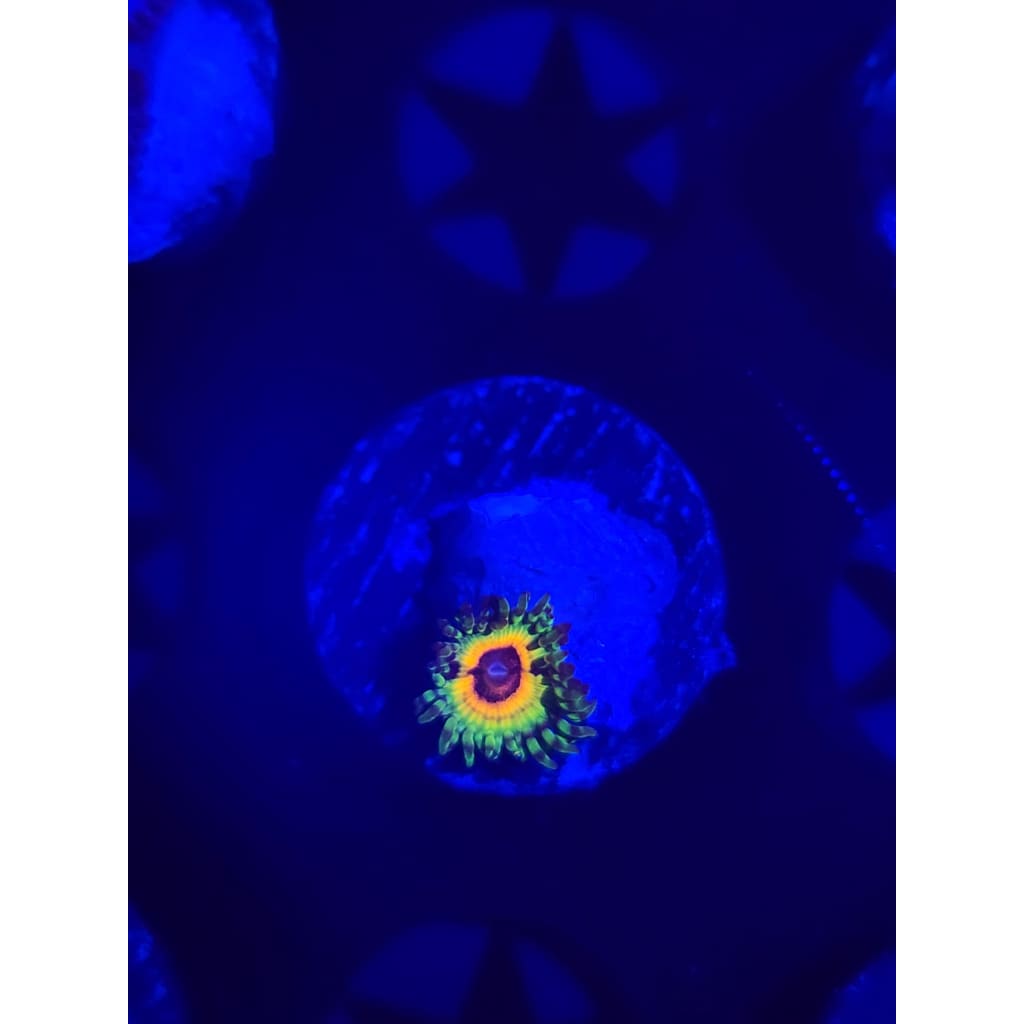 Little Shops Of Horror Zoanthid Frag WYSIWYG!