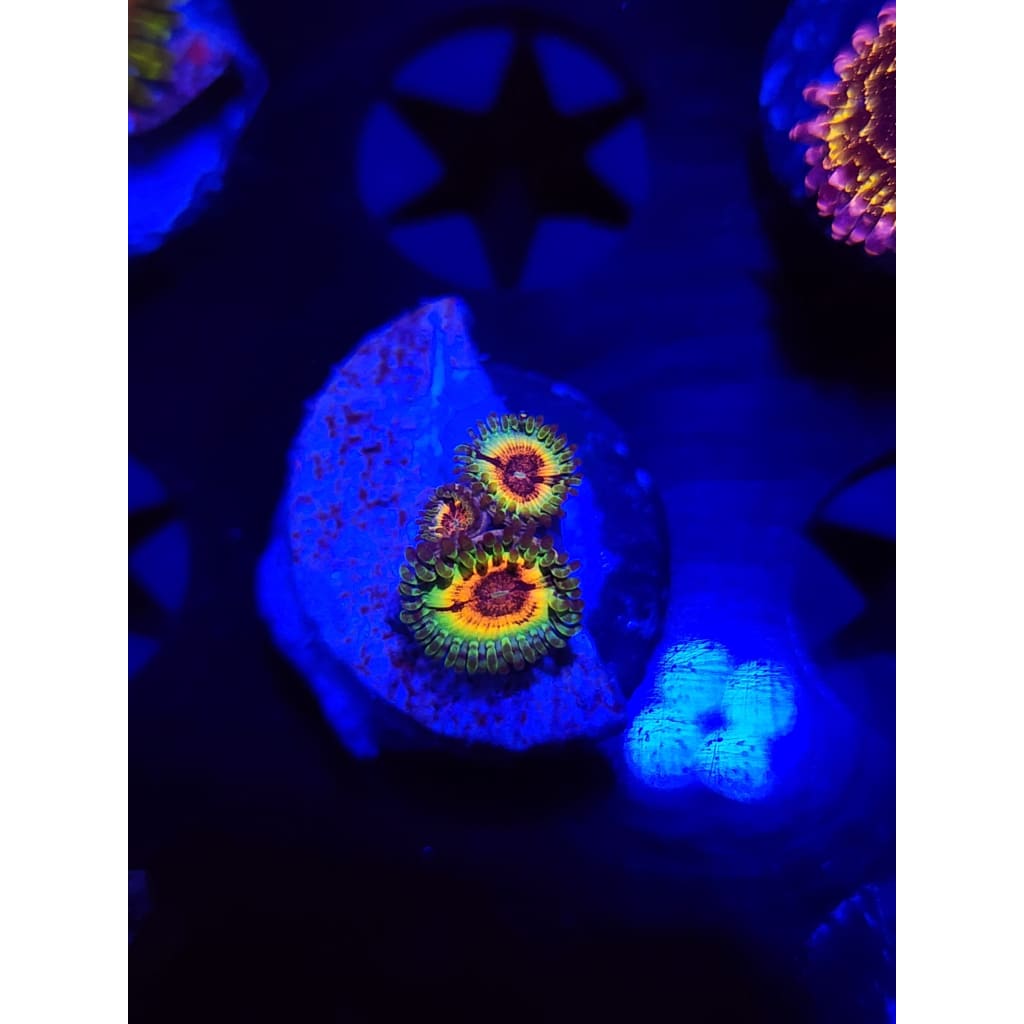 Little Shops of Horror Zoanthid Frag WYSIWYG!