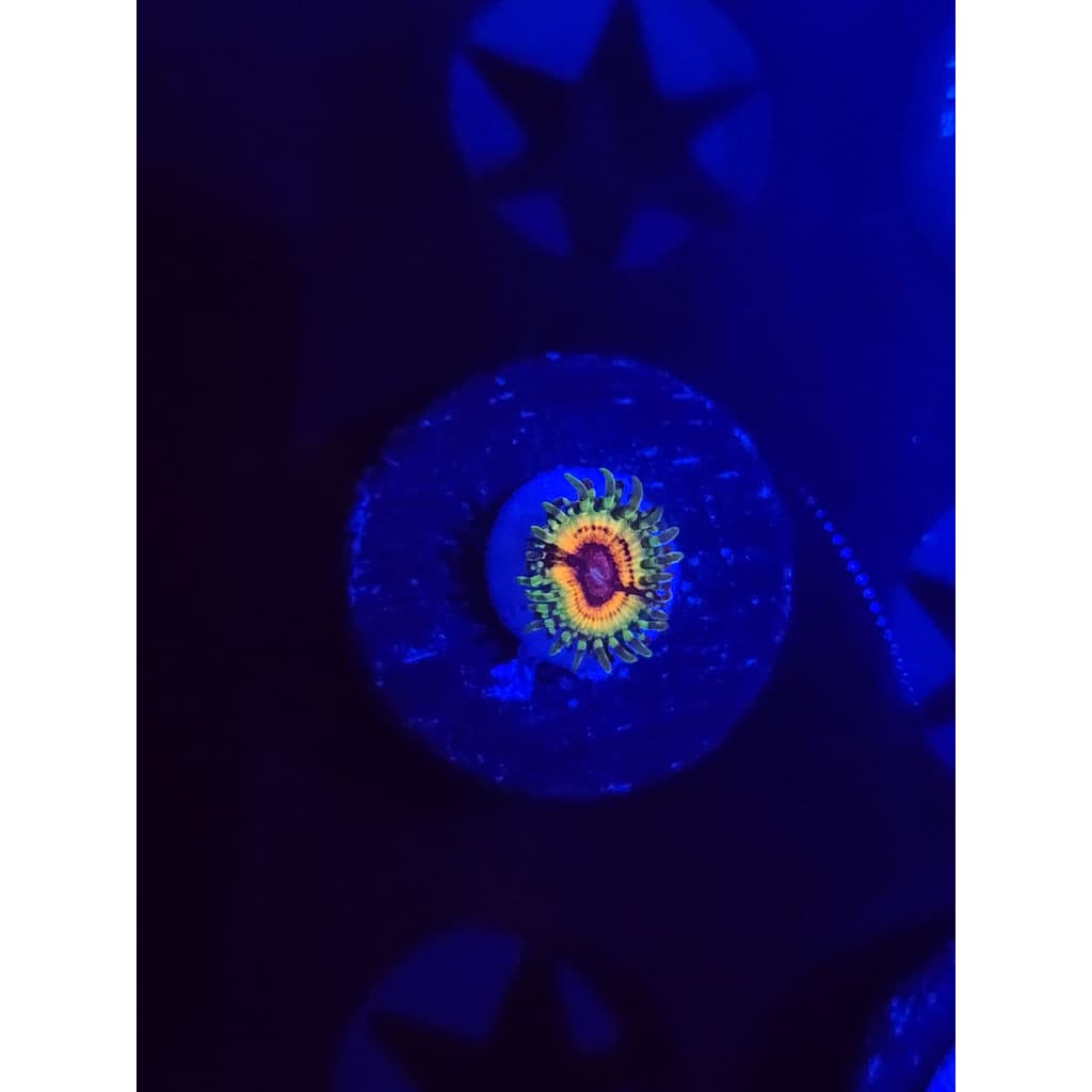 Little Shops Of Horror Zoanthid Frag WYSIWYG!