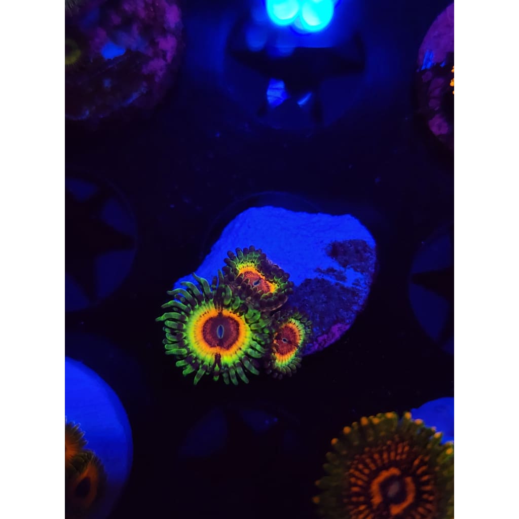 Little Shops of Horror Zoanthid Frag WYSIWYG!