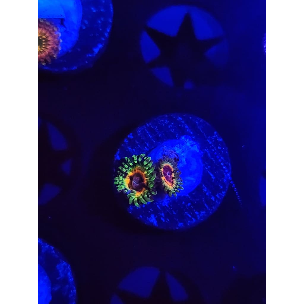Little Shops of Horror Zoanthid Frag WYSIWYG!