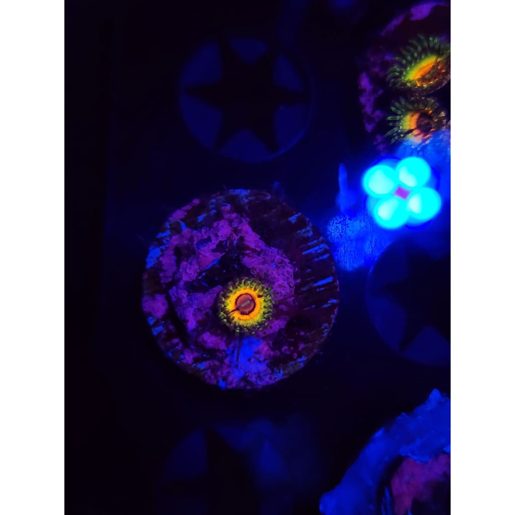 Little Shops of Horror Zoanthid Frag WYSIWYG!