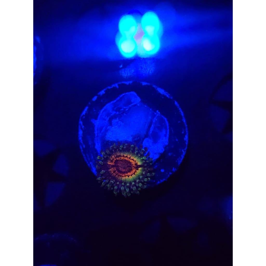 Little Shops of Horror Zoanthid Frag WYSIWYG!