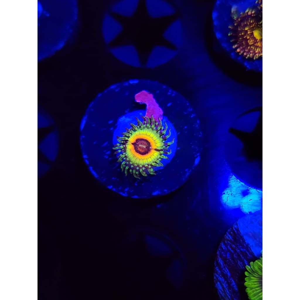 Little Shops of Horror Zoanthid Frag WYSIWYG!