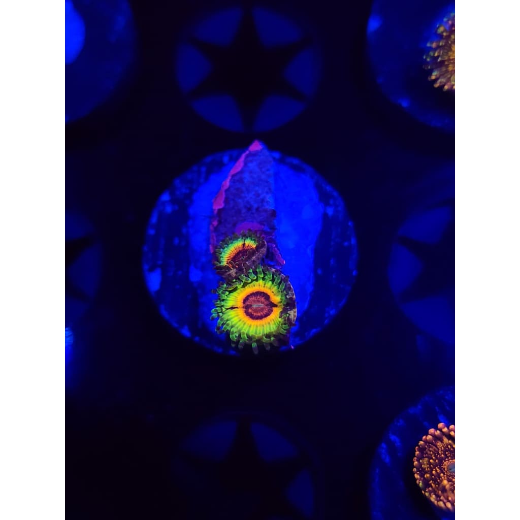 Little Shops of Horror Zoanthid Frag WYSIWYG!