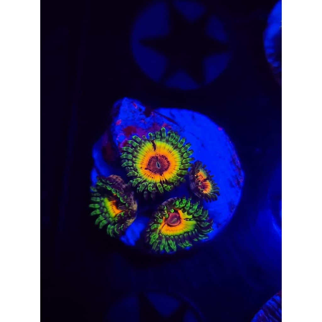Little Shops of Horror Zoanthid Frag WYSIWYG!