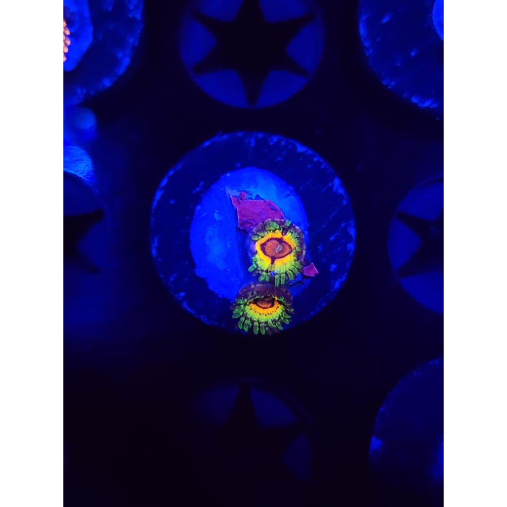 Little Shops of Horror Zoanthid Frag WYSIWYG!