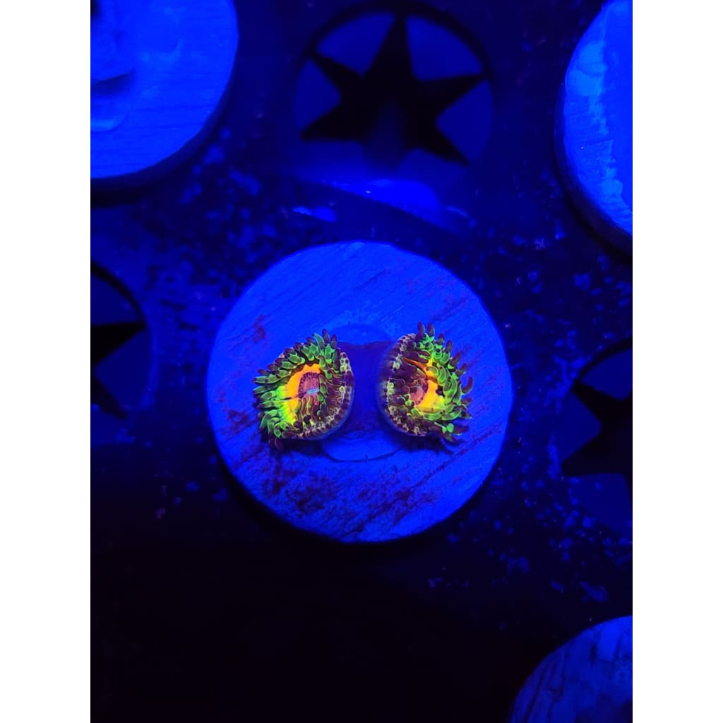 Little Shops of Horror Zoanthid Frag WYSIWYG!