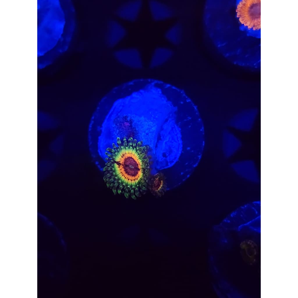 Little Shops of Horror Zoanthid Frag WYSIWYG!