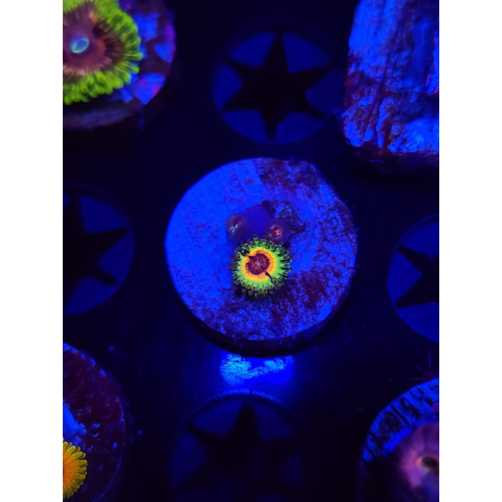 Little Shops of Horror Zoanthid Frag WYSIWYG!