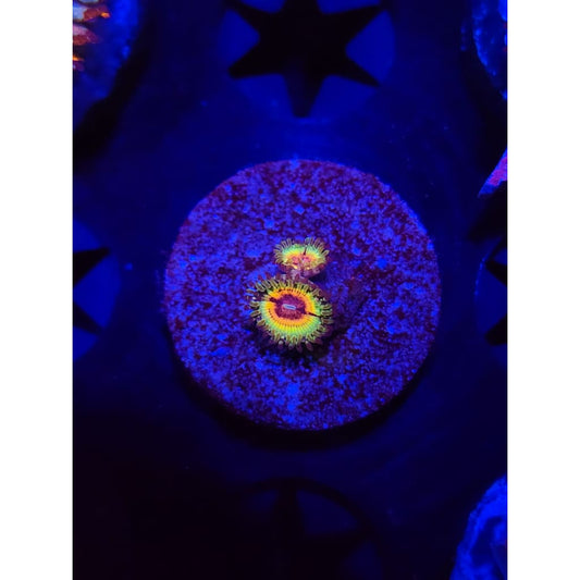 Little Shops of Horror Zoanthid Frag WYSIWYG!