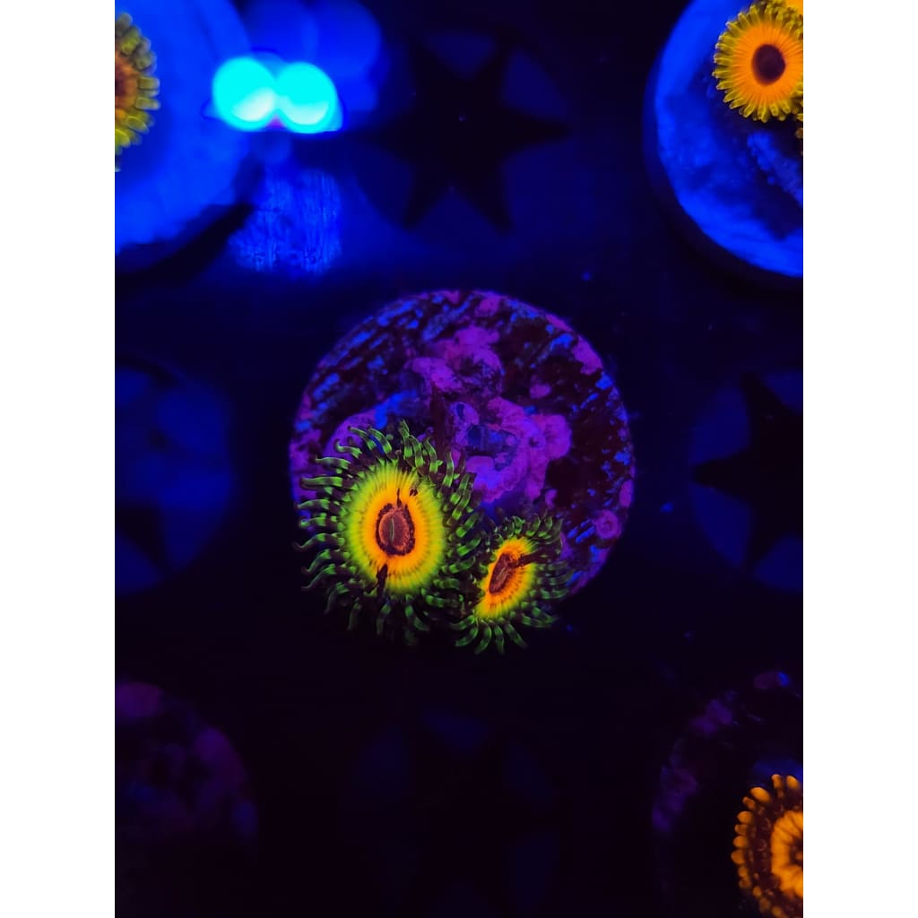 Little Shops of Horror Zoanthid Frag WYSIWYG!